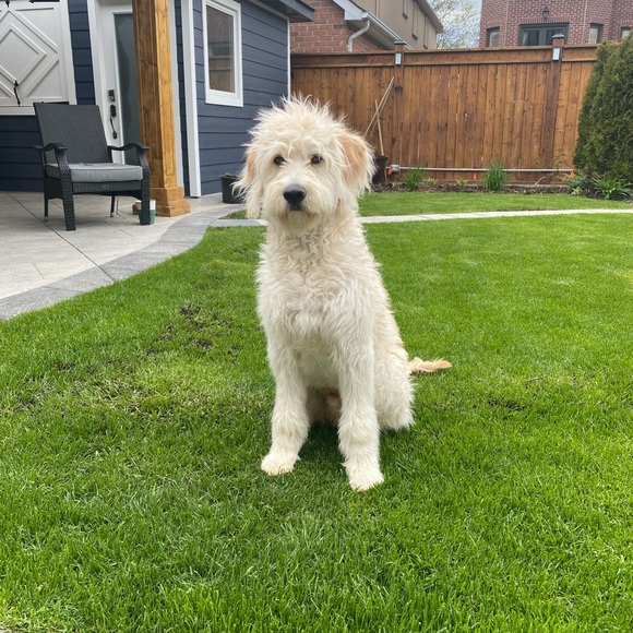 Meet your Posher, Elizabeth - Picture 1 of 1